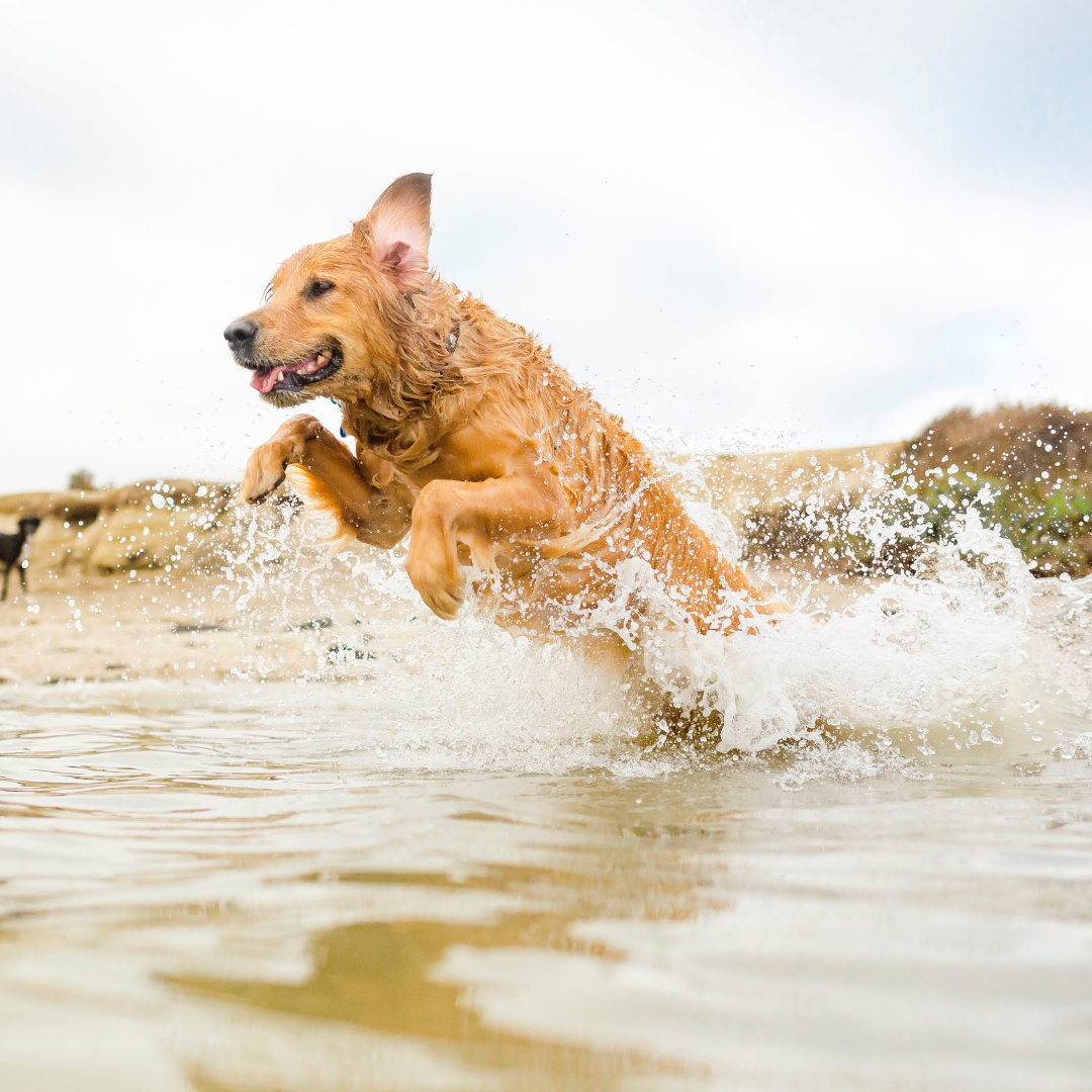 Dogs on beaches in Pembrokeshire | Pembrokeshire Leisure